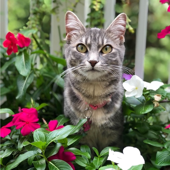 Meet your Posher, La Vera Storia - Picture 3 of 12